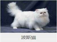 义乌市晚亭电子商务商行