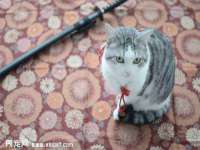 义乌市晚亭电子商务商行
