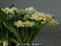 义乌市晚亭电子商务商行