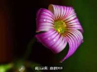 义乌市晚亭电子商务商行
