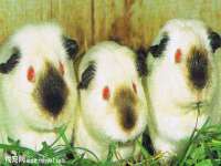 义乌市晚亭电子商务商行